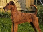 ic-irish_terrier