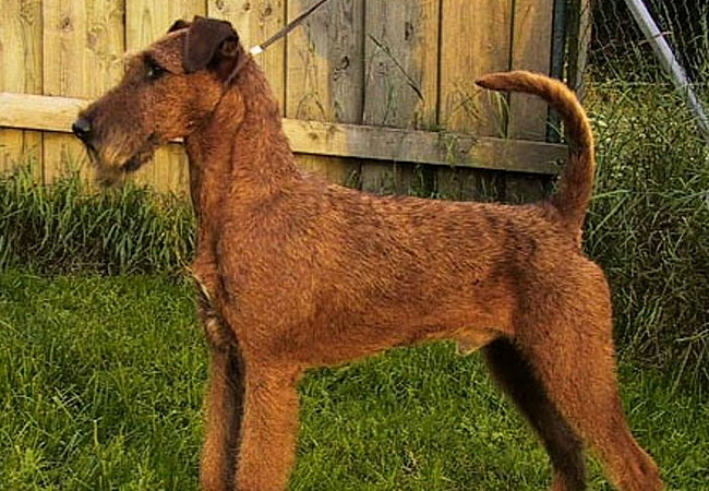 ic-irish_terrier