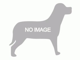 dog-noimage