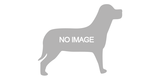 dog-noimage