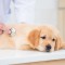 犬 腎臓