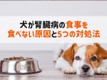 犬 腎臓病 食事