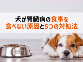 犬 腎臓病 食事