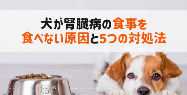 犬 腎臓病 食事