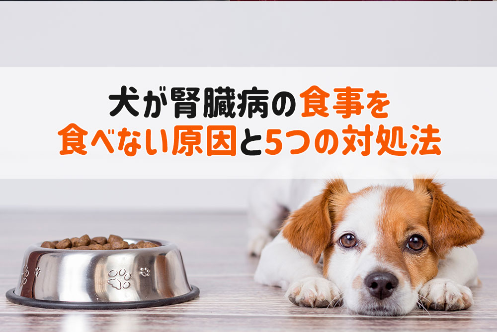 犬 腎臓病 食事