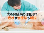 犬 腎臓病 原因