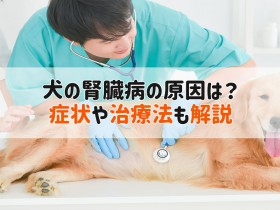 犬 腎臓病 原因