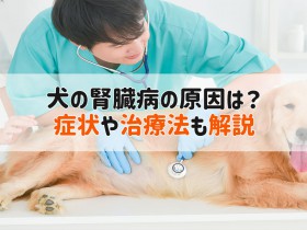 犬 腎臓病 原因