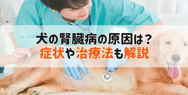 犬 腎臓病 原因