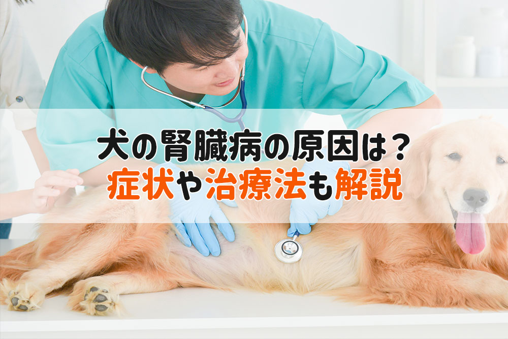 犬 腎臓病 原因