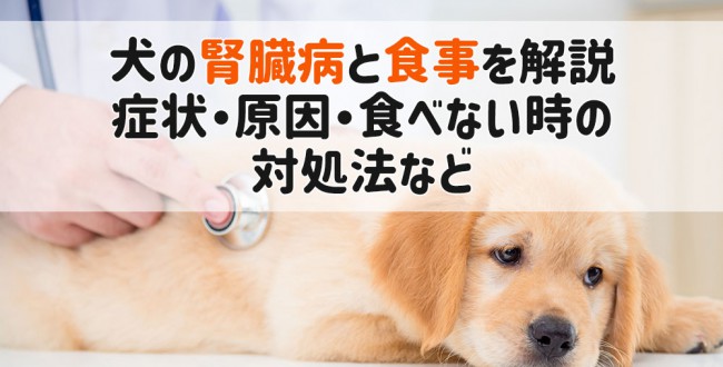 犬 腎臓病 食事