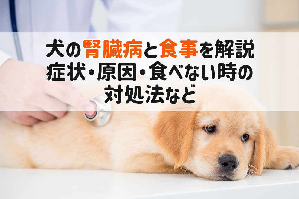 犬 腎臓病 食事