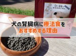 犬 腎臓病 療法食