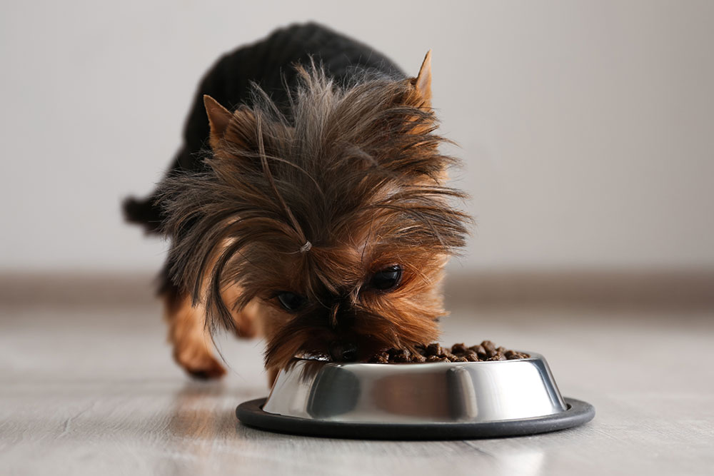 犬 腎臓 療法食