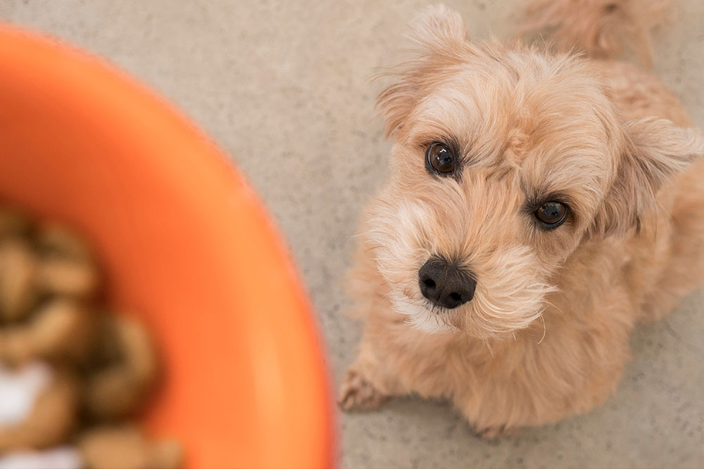 犬 腎臓 療法食