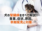 犬腎臓病