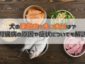 犬の腎臓病に良い食事