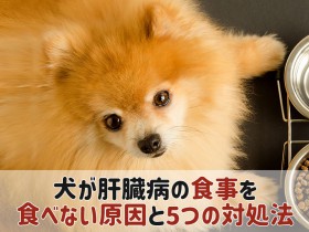 犬 肝臓病 食べない