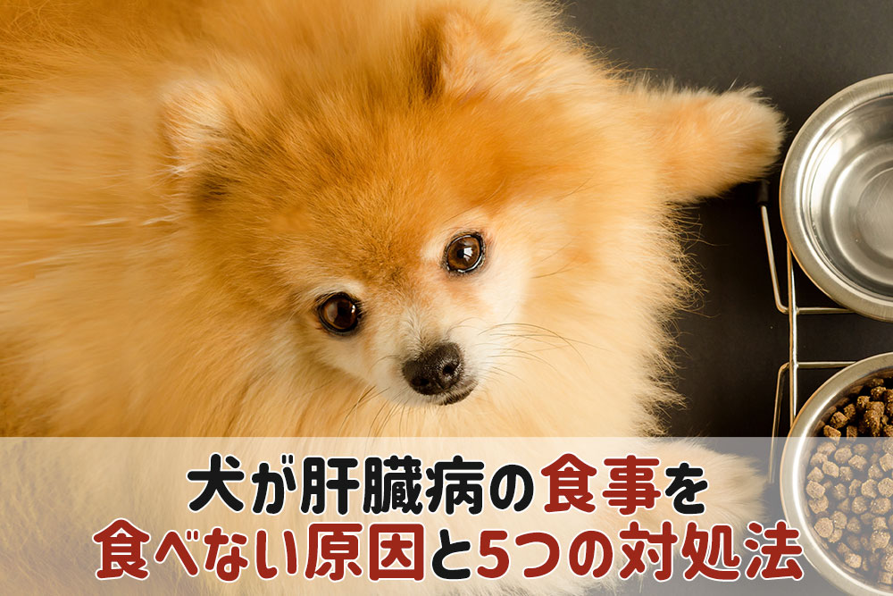 犬 肝臓病 食べない