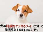 犬 肝臓病 ケア