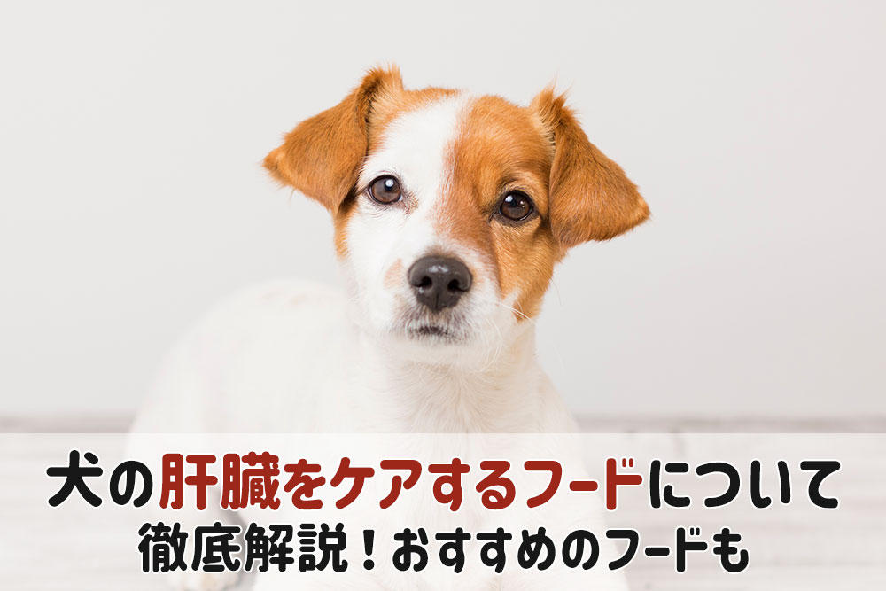 犬 肝臓病 ケア