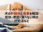 犬 肝臓