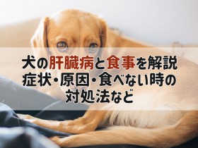 犬 肝臓