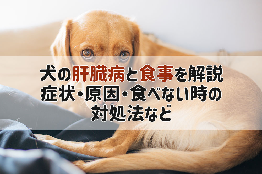 犬 肝臓