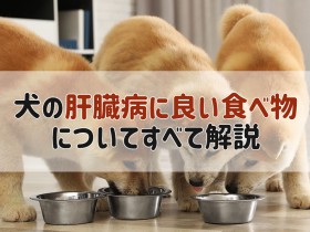 犬肝臓病