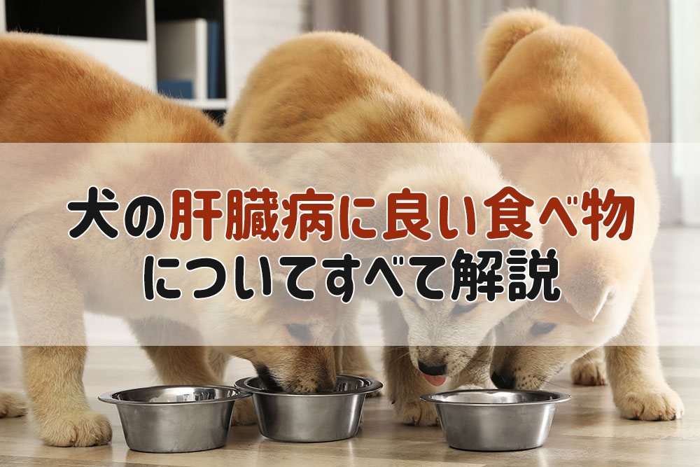 肝臓 に 良い 食べ物 犬