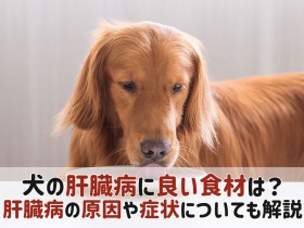 犬 肝臓病 食材