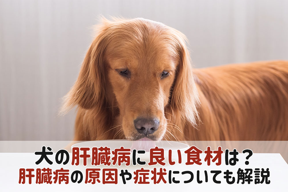 犬 肝臓病 食材