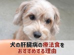 犬 肝臓病 おすすめ 療法食