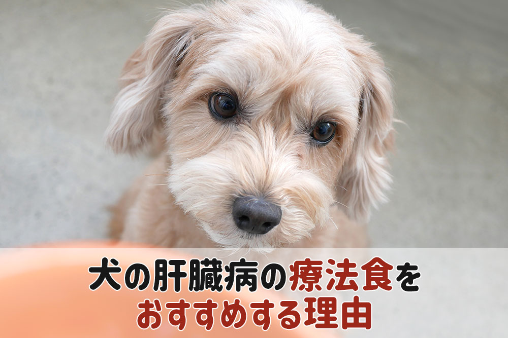 犬 肝臓病 おすすめ 療法食