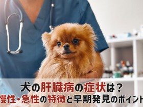 犬 肝臓病 肝炎 症状