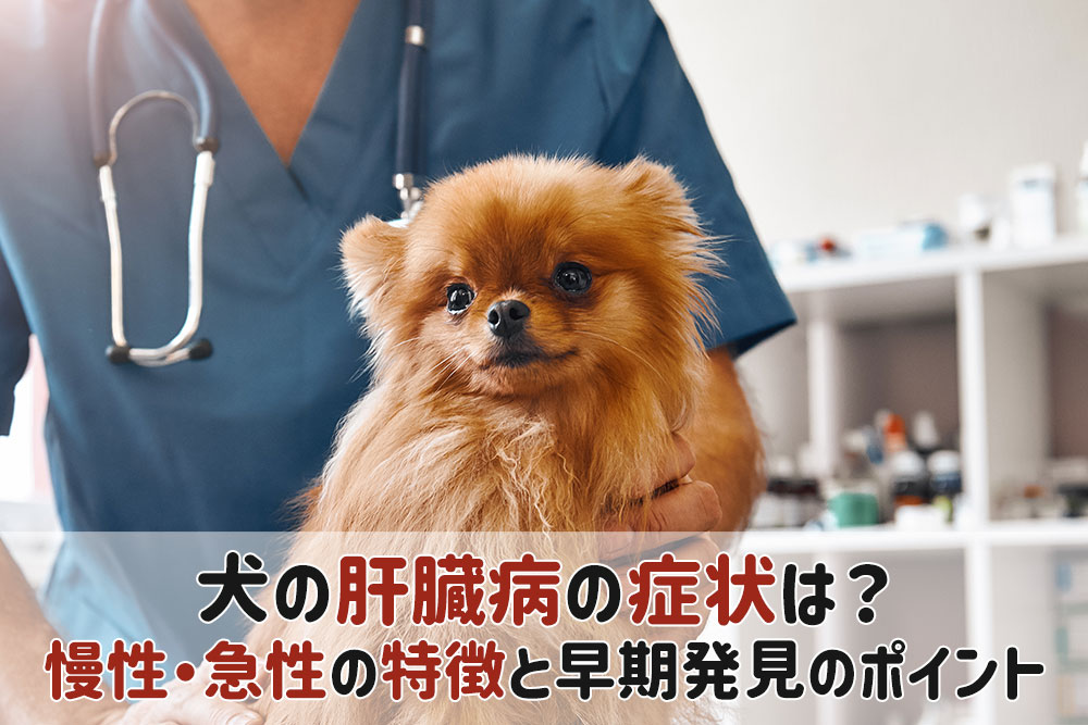 犬 肝臓病 肝炎 症状