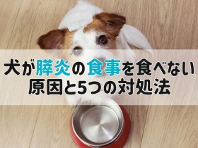 犬 膵炎 食事