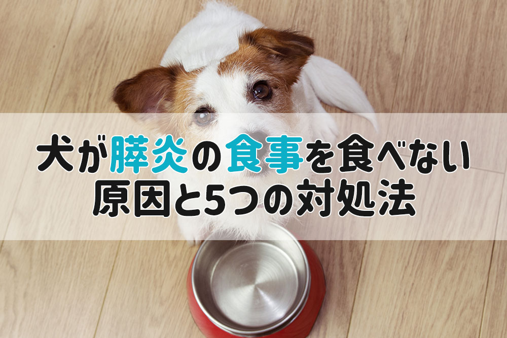 犬 膵炎 食事