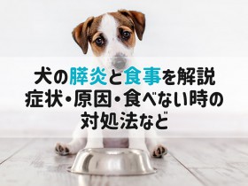 犬 膵炎