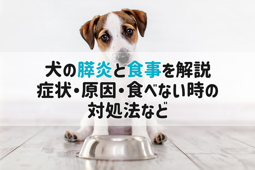 犬 膵炎