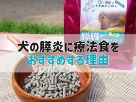 犬 膵炎 食事