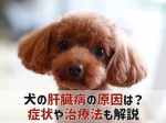 犬 肝臓病 肝炎 原因