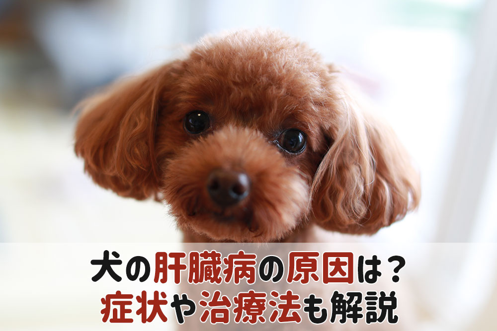 犬 肝臓病 肝炎 原因