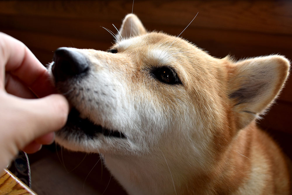 犬腎臓病