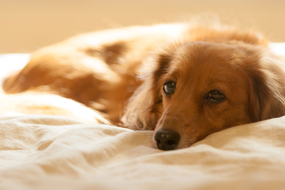 犬腎臓病 急性腎臓病