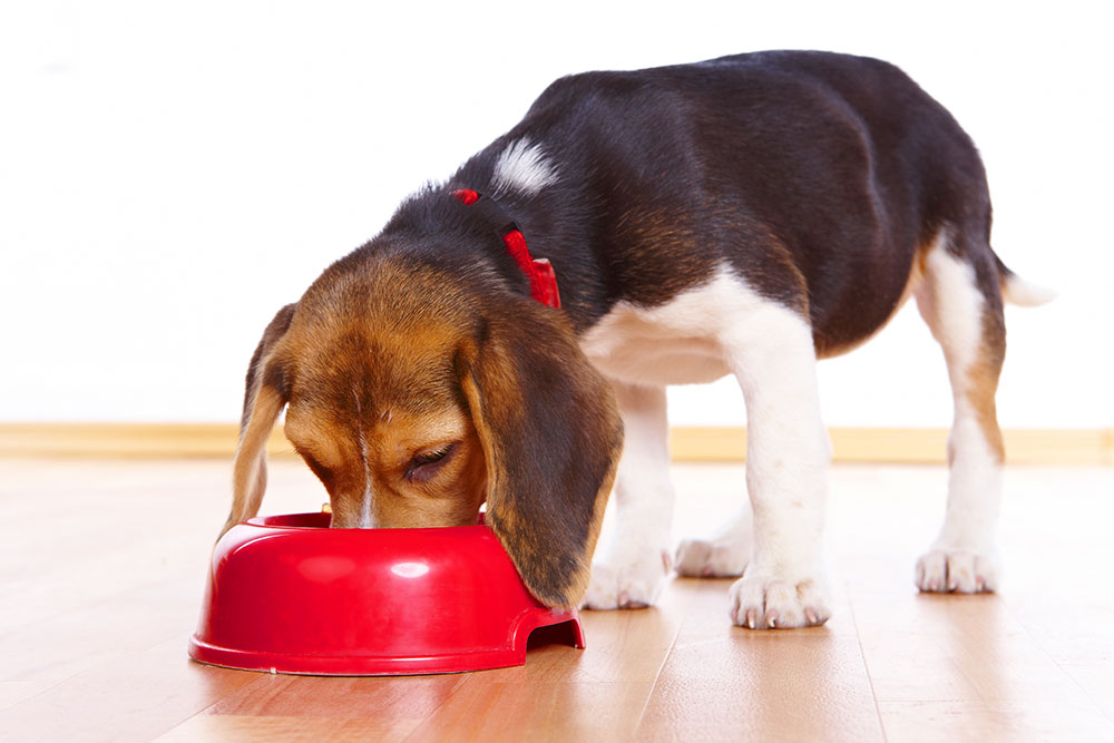 犬腎臓 食材