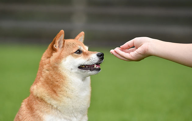 犬 肝臓病 肝炎