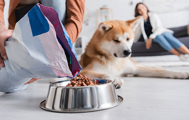 犬 肝臓病 肝炎 療法食