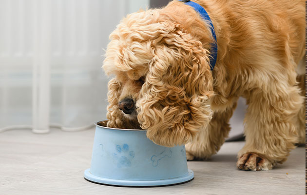 犬 肝臓病 食材