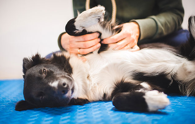 犬 肝臓病 肝炎